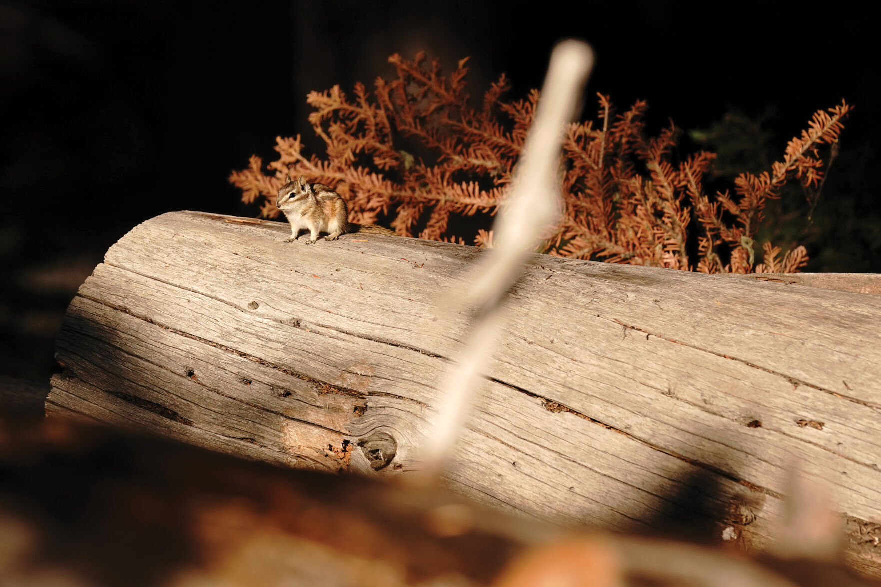 Chipmunk Standalones 001.jpg
